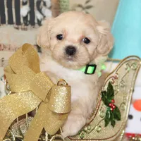 Elffie, a male Shichon for sale in Carrollton, MO – Photo 1 of 10