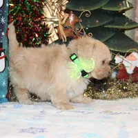 Elffie, a male Shichon for sale in Carrollton, MO – Photo 2 of 10