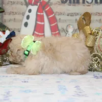Elffie, a male Shichon for sale in Carrollton, MO – Photo 3 of 10