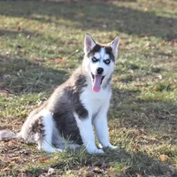 Akc Snowden, a male Siberian Husky for sale in Carrollton, MO – Photo 1 of 10