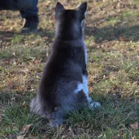 Akc Snowden, a male Siberian Husky for sale in Carrollton, MO – Photo 7 of 10