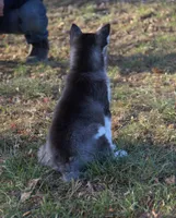 Akc Snowden, a male Siberian Husky for sale in Carrollton, MO – Photo 7 of 10