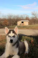 Akc Snowden, a male Siberian Husky for sale in Carrollton, MO – Photo 5 of 10