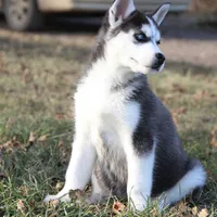 Akc Snowden, a male Siberian Husky for sale in Carrollton, MO – Photo 6 of 10