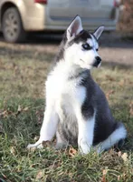 Akc Snowden, a male Siberian Husky for sale in Carrollton, MO – Photo 6 of 10
