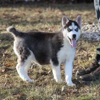 Akc Snowden, a male Siberian Husky for sale in Carrollton, MO – Photo 2 of 10