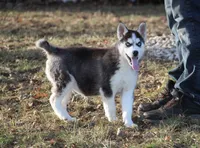 Akc Snowden, a male Siberian Husky for sale in Carrollton, MO – Photo 2 of 10