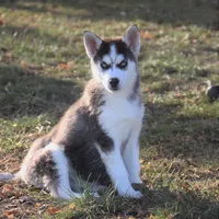 Akc Snowden, a male Siberian Husky for sale in Carrollton, MO – Photo 8 of 10