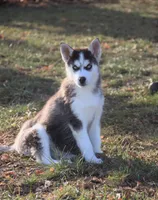 Akc Snowden, a male Siberian Husky for sale in Carrollton, MO – Photo 8 of 10