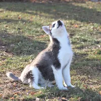 Akc Snowden, a male Siberian Husky for sale in Carrollton, MO – Photo 9 of 10