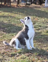 Akc Snowden, a male Siberian Husky for sale in Carrollton, MO – Photo 9 of 10