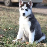 Akc Snowden, a male Siberian Husky for sale in Carrollton, MO – Photo 3 of 10
