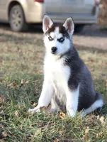 Akc Snowden, a male Siberian Husky for sale in Carrollton, MO – Photo 3 of 10