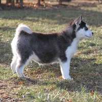 Akc Snowden, a male Siberian Husky for sale in Carrollton, MO – Photo 10 of 10