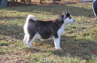 Akc Snowden, a male Siberian Husky for sale in Carrollton, MO – Photo 10 of 10