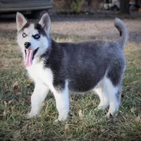 Akc Snowden, a male Siberian Husky for sale in Carrollton, MO – Photo 4 of 10
