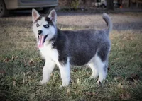 Akc Snowden, a male Siberian Husky for sale in Carrollton, MO – Photo 4 of 10