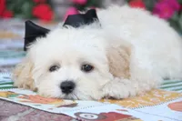 Zibo, a male Shichon for sale in Carrollton, MO – 8 of 10