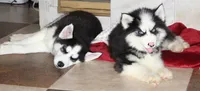 Akc Nero, a male Siberian Husky for sale in Carrollton, MO – 8 of 10