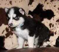 Akc Aero, a male Siberian Husky for sale in Carrollton, MO – 7 of 9