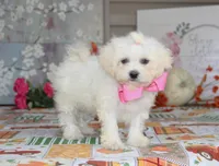 Didi, a female Bichon Frise and Shichon for sale in Carrollton, MO – 8 of 9