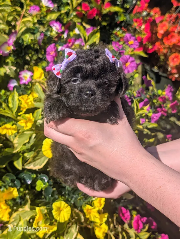 Lavender  – Bichon Frise, Shichon puppy for sale in Carrollton, MO