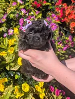 Lavender , a female Bichon Frise and Shichon for sale in Carrollton, MO – 2 of 10