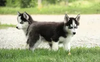 Akc Aero, a male Siberian Husky for sale in Carrollton, MO – 8 of 10