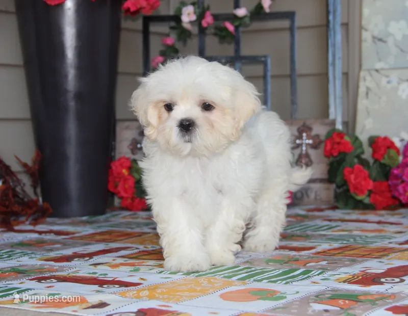 Najee – Shichon puppy for sale in Carrollton, MO