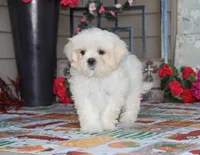 Najee, a male Shichon for sale in Carrollton, MO – 1 of 8