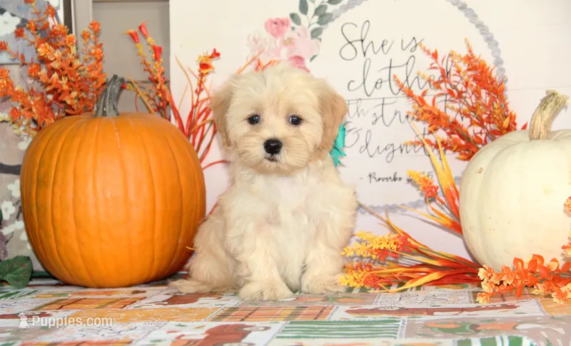 Rossi – Bichon Frise, Shichon puppy for sale in Carrollton, MO