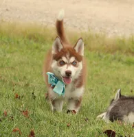 Akc Jyn, a female Siberian Husky for sale in Carrollton, MO – 4 of 8