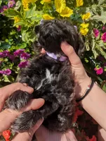 Lavender , a female Bichon Frise and Shichon for sale in Carrollton, MO – 4 of 10