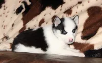 Akc Vivi, a female Siberian Husky for sale in Carrollton, MO – 3 of 10