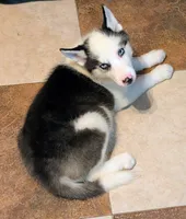 Vader, a male Siberian Husky for sale in Carrollton, MO – 8 of 10