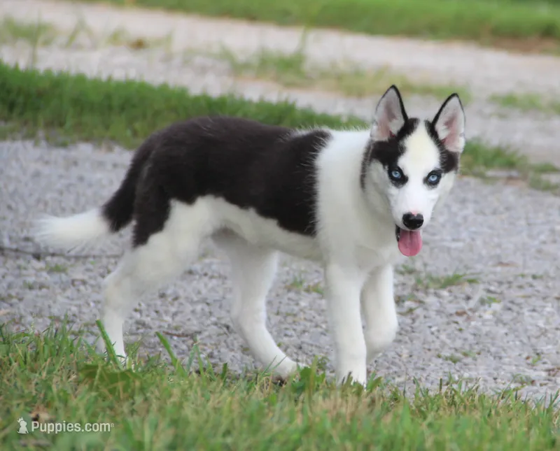 Akc Seraphine – Siberian Husky puppy for sale in Carrollton, MO