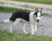 Akc Seraphine, a female Siberian Husky for sale in Carrollton, MO – 2 of 8