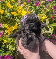 Lavender , a female Bichon Frise and Shichon for sale in Carrollton, MO – 3 of 10
