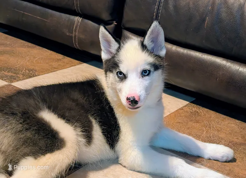 Vader – Siberian Husky puppy for sale in Carrollton, MO