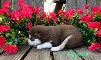 Akc Aegon, a male Siberian Husky for sale in Carrollton, MO – 5 of 6