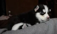 Akc Aero, a male Siberian Husky for sale in Carrollton, MO – 5 of 9