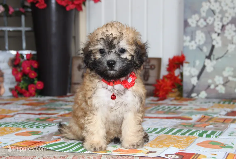 Yume – Shichon puppy for sale in Carrollton, MO