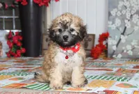 Yume, a male Bichon Frise and Shichon for sale in Carrollton, MO – 6 of 10