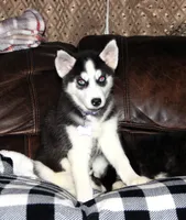 Akc Vivi, a female Siberian Husky for sale in Carrollton, MO – 4 of 8