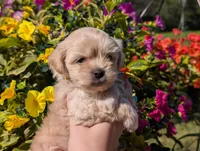 Bobble, a male Bichon Frise and Shichon for sale in Carrollton, MO – 7 of 10