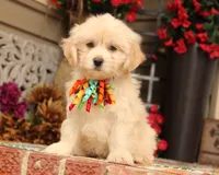 Nimbus, a male Bichon Frise and Shichon for sale in Carrollton, MO – 3 of 8