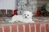 Cotton, a male Shichon for sale in Carrollton, MO – 8 of 10