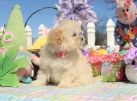 Bitsy, a female Shichon for sale in Carrollton, MO – Photo 8 of 10