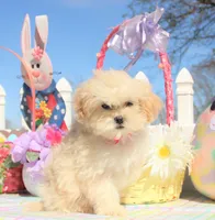 Bitsy, a female Shichon for sale in Carrollton, MO – Photo 3 of 10