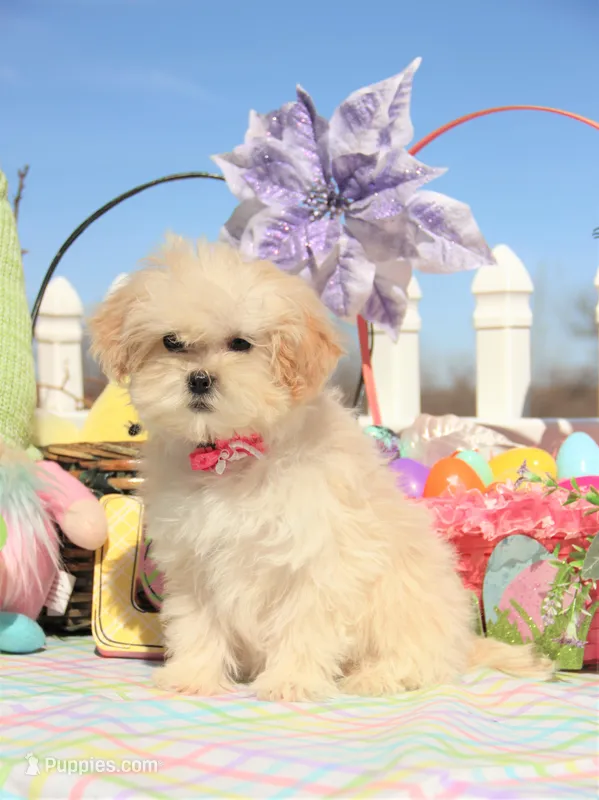 Bitsy – Shichon puppy for sale in Carrollton, MO